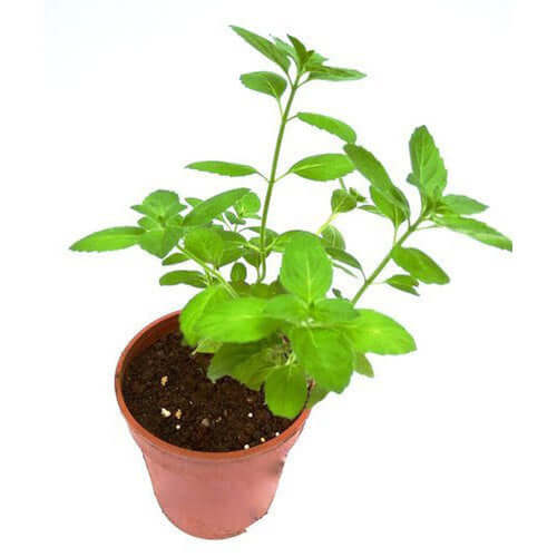 Tulsi, Tulsi – Plant
