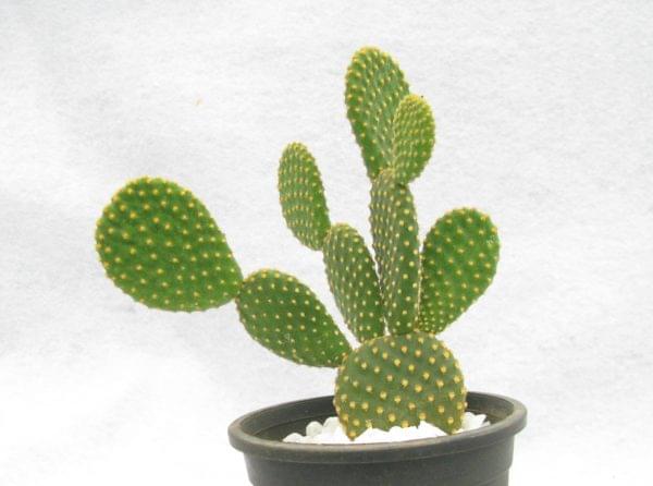 Bunny Ear Cactus, Opuntia microdasys – Cactus Plant Go Garden